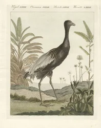 Der Goldbrust-Trompetenvogel (farbige Gravur)