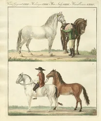 Das Pferd mit seinen verschiedenen Arten