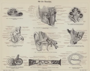 Das menschliche Ohr (Gravur)