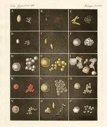 Der Pollen oder Blütenstaub der Pflanzen