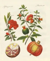 Der Granatapfel