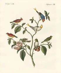 Die kleinsten Vögel