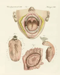 Der Geschmack (Farbstich)