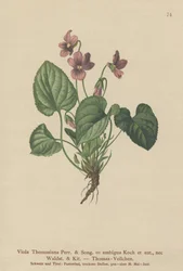 Thomas-Stiefmütterchen