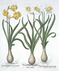 Drei Pseudo-Narzissen, aus Hortus Eystettensis, von Basil Besler, veröffentlicht 1613