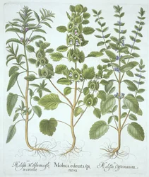 Drei Arten von Melisse, aus Hortus Eystettensis, von Basil Besler (1561-1629), veröffentlicht 1613