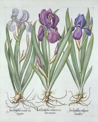 Drei Sorten bärtige Rhizom-Iris, aus Hortus Eystettensis, von Basil Besler (1561-1629), veröffentlicht 1613