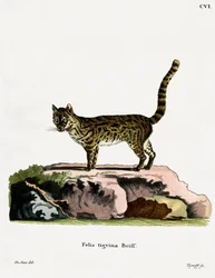 Tigerkatze