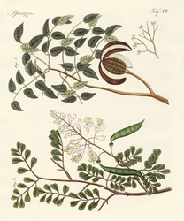 Bäume aus heißen Ländern