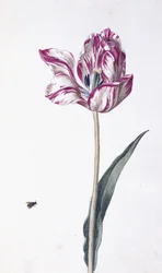 Tulpe und Biene, 18. Jahrhundert