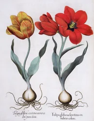 Tulpen: 1. Tulipa globosa serotina cinnabrio colore; 2. Tulipa globosa serotina aureo colore punctata, aus dem Hortus Eystettensis von Basil Besler, veröffentlicht 1613