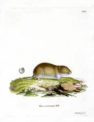 Tundra-Wühlmaus