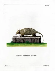Zwölfbinden-Gürteltier