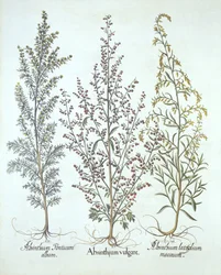 Variationen von Wermut, aus Hortus Eystettensis, von Basil Besler, veröffentlicht 1613