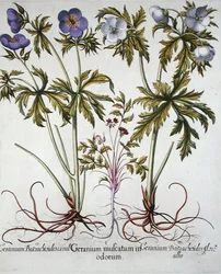 Sorten von Geranien, aus dem 