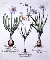 Verschiedene Narzissen, aus Hortus Eystettensis, von Basil Besler, 1613