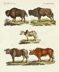 Verschiedene Arten von Ochsen