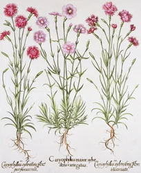 Verschiedene Sorten von Dianthus, aus dem Hortus Eystettensis von Basil Besler (1561-1629), veröffentlicht 1613