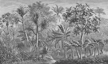 Vegetation in Indien