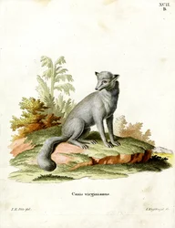 Virginischer Fuchs