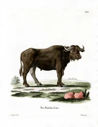 Wasserbüffel