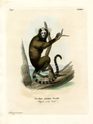 Weißohr-Marmoset