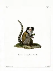 Weißkopf-Marmoset
