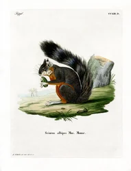 Weißbein-Eichhörnchen