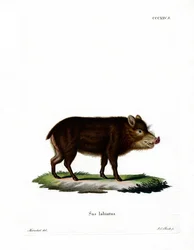 Weißbartpekari