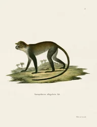 Weißkehlige Meerkatze