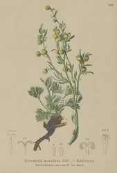 Weiße Edelraute (Artemisia mutellina, Artemisia umbelliformis)