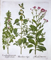 Weißer Andorn, Andorn und Minze, aus Hortus Eystettensis, von Basil Besler, veröffentlicht 1613
