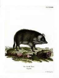 Wildschwein