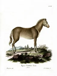 Wildpferd