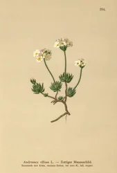 Wolliges Mannsschild (Androsace villosa)