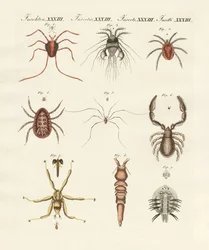 Wunderbare Insekten