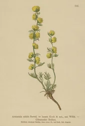 Wermut (Artemisia nitida, Artemisia lantana)