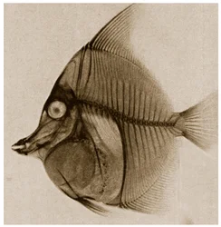 Röntgenaufnahme eines Fisches