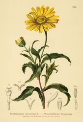 Weidenblättriges Ochsenauge (Buphthalmum salicifolium)