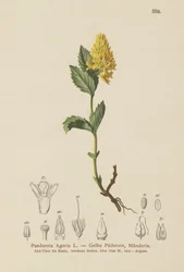 Gelbe Paederota (Paederota Ageria, Paederota lutea)