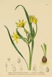 Gelber Milchstern (Gagea Liottardi, Gagea lutea, Gagea fragifera, Ornithogalum minimum var. fragiferum, Gagea fistulosa subsp. liotardii)