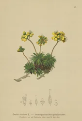 Gelbes Hungerblümchen