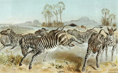 Zebra, Platte aus 