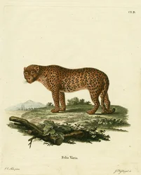 Panther