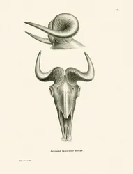 Takin-Schädel