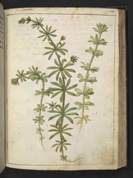 Eine Pflanze mit grünen Blättern, aus 