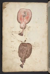 Gemälde der Flora der römischen Staaten, ca. 1564-84