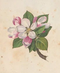 Blüte, aus 