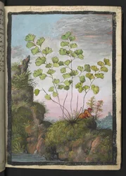 Adiantum capillus-veneris, aus "Paintings of Flora of the Roman States" von Gherardo Cibo