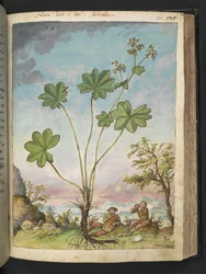 Alchemilla vulgaris (Frauenmantel), aus 